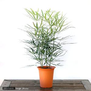 （観葉植物）アラレア　グリーンエレガンス　６号（１鉢）