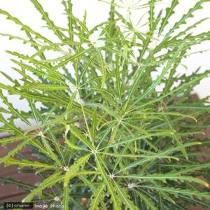 (観葉植物)アラレア グリーンエレガンス 6号...の詳細画像1