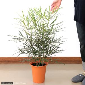 (観葉植物)アラレア グリーンエレガンス 6号...の詳細画像2