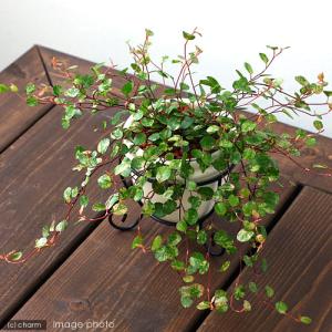 ワイヤープランツ 斑入り 2.5号