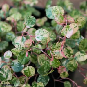 (観葉植物)ワイヤープランツ スポットライト ...の詳細画像1