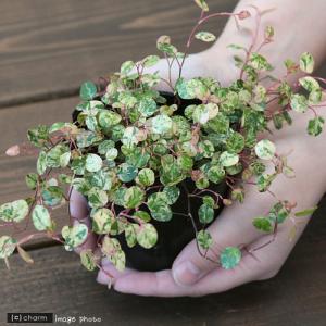 (観葉植物)ワイヤープランツ スポットライト ...の詳細画像2