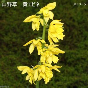 （山野草）エビネ（海老根）黄エビネ（黄海老根）　３．５号（３ポットセット）