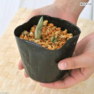 (山野草)エビネ(海老根)黄エビネ(黄海老根)...の詳細画像1