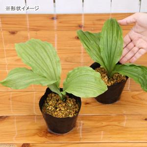 (山野草)エビネ(海老根)黄エビネ(黄海老根)...の詳細画像2