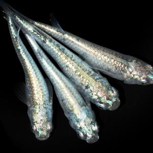 (めだか)メカチューンメダカ 桃ちゃんメダカブリ...の商品画像