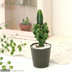 （多肉植物）サボテン　セレウス　ペルヴィアナス　２．５〜３号（１鉢）