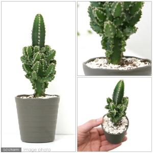 (多肉植物)サボテン セレウス ペルヴィアナス...の詳細画像1