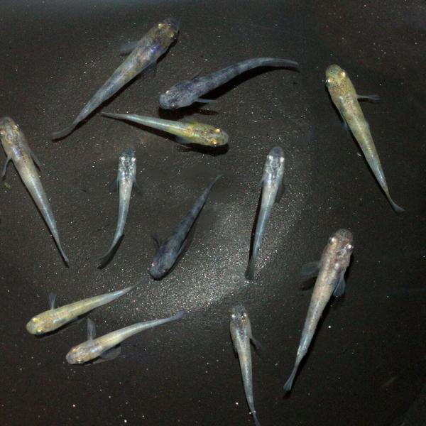 （めだか）無選別　和墨白銀三色メダカ　稚魚（５匹）