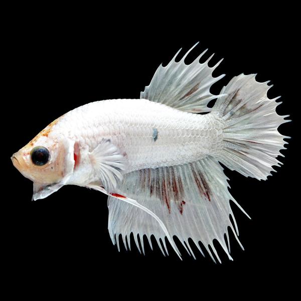 （熱帯魚）一点物　ベタ　クラウンテールプラカット　ファンシーマーブル　オス（１匹）　北海道・九州航空...