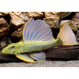 (熱帯魚)一点物 ゴールデンアンジェリカス・プ...の詳細画像2