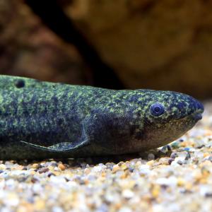 （熱帯魚）一点物　ネオケラトドゥス・フォルステリ（証明書付き）（１匹）　北海道・九州航空便要保温