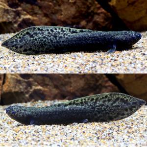 (熱帯魚)一点物 ネオケラトドゥス・フォルステ...の詳細画像1