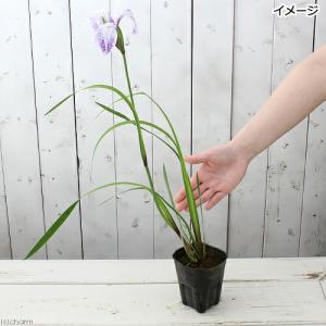 (ビオトープ)水生植物 カキツバタ 蛍雲(ホタ...の詳細画像1