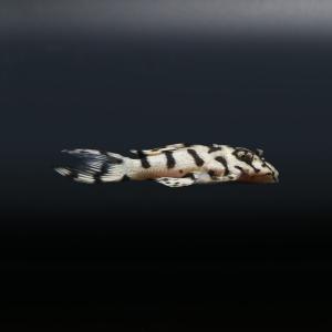 （熱帯魚）一点物　ニューメガクラウンプレコ　スーパーホワイト　ショートボディ　Ｌ−２３６（ブリード）（１匹）　北海道・九州航空便要保温