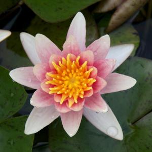 (ビオトープ)睡蓮 温帯性睡蓮(スイレン)(チ...の詳細画像1