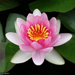 （ビオトープ）睡蓮　温帯性睡蓮（スイレン）（赤）　アトラクション　Ａｔｔｒａｃｔｉｏｎ　（１ポット）（休眠状態）