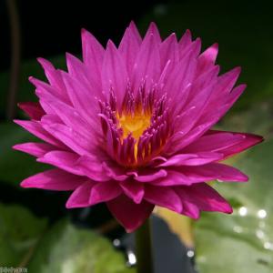 （ビオトープ）睡蓮　熱帯性睡蓮（スイレン）（濃桃）　ブルズ　アイ（１ポット）（休眠状態）