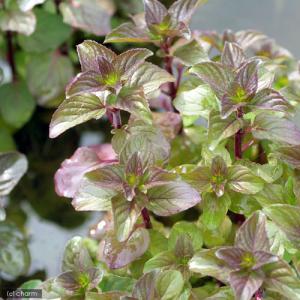 (ビオトープ)水生植物 ウォーターミント(1ポ...の詳細画像1