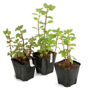 (ビオトープ)水生植物 ウォーターミント(1ポ...の詳細画像3