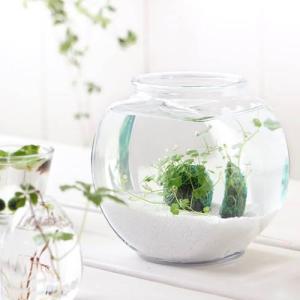 （水草）私の小さなアクアリウム　〜窓辺のノチドメボール〜　アメリカ製ドラム金魚鉢　小　本州四国限定　お一人様３点限り