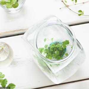(水草)私の小さなアクアリウム 〜窓辺のノチド...の詳細画像1