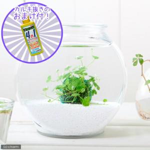 (水草)私の小さなアクアリウム 〜窓辺のノチド...の詳細画像2