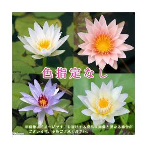（ビオトープ）睡蓮　おまかせ熱帯性品種睡蓮（スイレン）　色指定なし（１ポット）（休眠状態）
