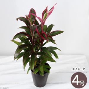 （観葉植物）コルディリネ　レッドエッジ　３．５〜４号（１鉢）　オージープランツ