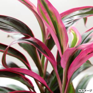 (観葉植物)コルディリネ レッドエッジ 3.5...の詳細画像1