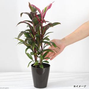 (観葉植物)コルディリネ レッドエッジ 3.5...の詳細画像2
