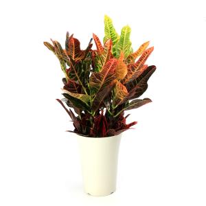 （観葉植物）クロトン　エクセレント　６号（１鉢）