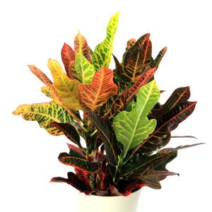 (観葉植物)クロトン エクセレント 6号(1鉢)の詳細画像1