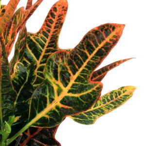 (観葉植物)クロトン エクセレント 6号(1鉢)の詳細画像2