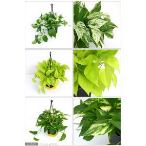 (観葉植物)ポトス 品種おまかせ 吊り鉢タイプ...の詳細画像1
