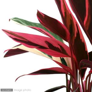 (観葉植物)インテリア カラテア ストロマンテ...の詳細画像1