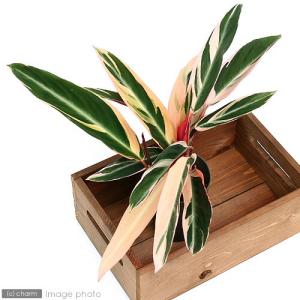 (観葉植物)インテリア カラテア ストロマンテ...の詳細画像2