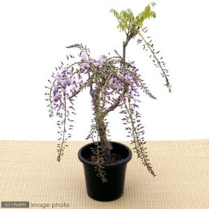 （山野草）盆栽　フジ　一才藤　５号（１鉢）今季開花終了株