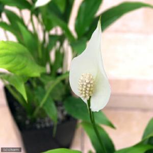 (観葉植物)スパティフィラム 4号(1鉢)の詳細画像1