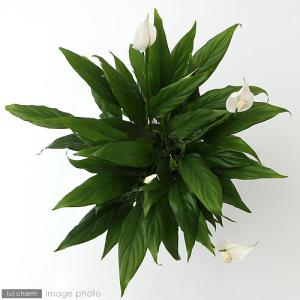 (観葉植物)スパティフィラム 4号(1鉢)の詳細画像2