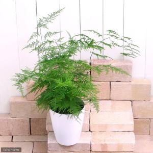 （観葉植物）アスパラガス　ナナス　６号（１鉢）