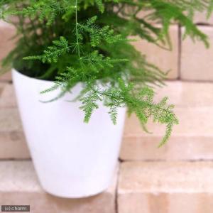 (観葉植物)アスパラガス ナナス 6号(1鉢)の詳細画像1