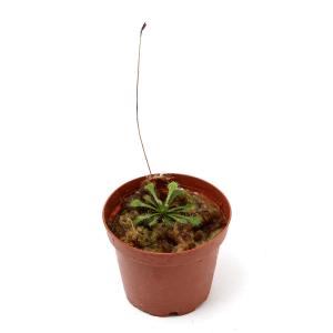 （食虫植物）トウカイコモウセンゴケ　２号（１ポット）