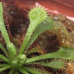 (食虫植物)トウカイコモウセンゴケ 2号(1ポット)の詳細画像1