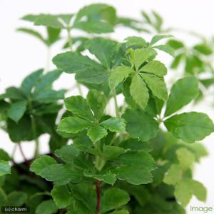 (観葉植物)パーセノシッサス シュガーバイン ...の詳細画像1