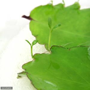 (観葉植物)マザーリーフ(5枚)の詳細画像1