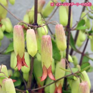 (観葉植物)マザーリーフ(5枚)の詳細画像2