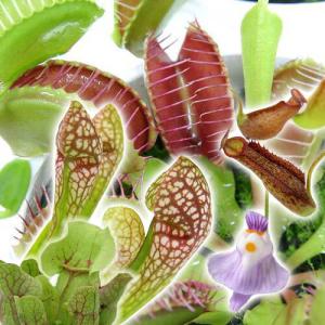 (食虫植物)おまかせ食虫植物 2.5〜3号(1ポット)の商品画像