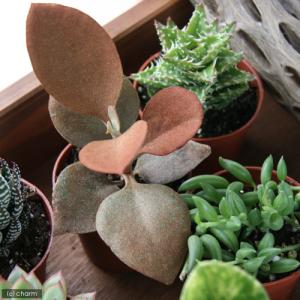 (多肉植物)おまかせ多肉植物 2号(2鉢)の詳細画像1