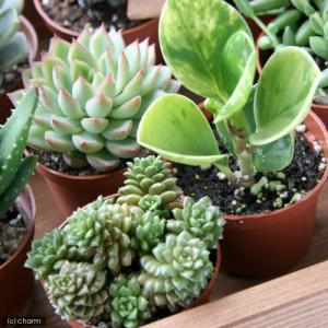 (多肉植物)おまかせ多肉植物 2号(2鉢)の詳細画像2